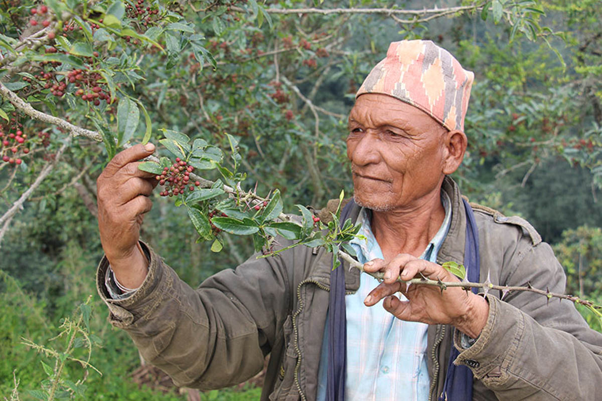 टिमुर खेती ( timur kheti ) 
